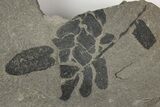 Pennsylvanian Fossil Fern (Neuropteris) Plate - Kentucky #205647-1